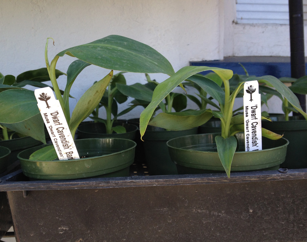 Dwarf Cavendish Banana – Live Banana Plant – Dwarf Banana