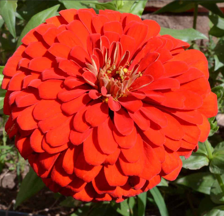 Zinnia Seeds HUMMINGBIRD REDS Bulk Butterflies Love Heirloom Non-GMO 500 Seeds!