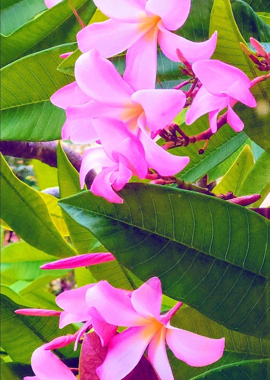 3 Plumeria Seedlings/ 5 Inches Plus/ Grown In Organic Soil