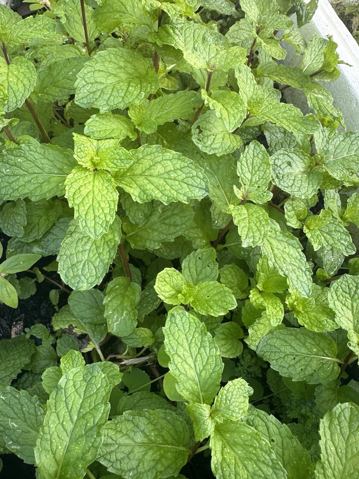 4 Live Sweet Mint, Apple Mint 8-10 inch
