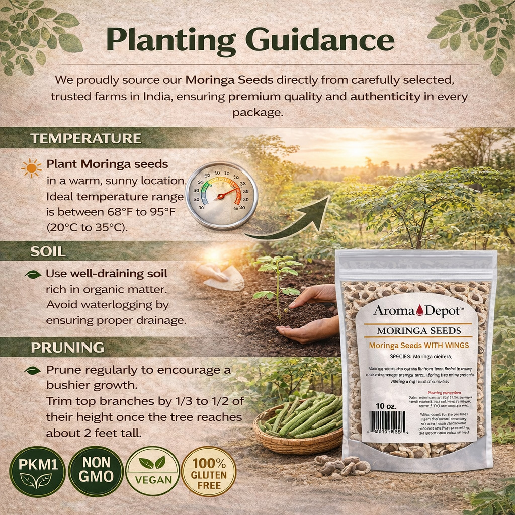 Moringa Seeds WITH WINGS Semillas de Moringa oleifera Pepa Malunggay Wholesale