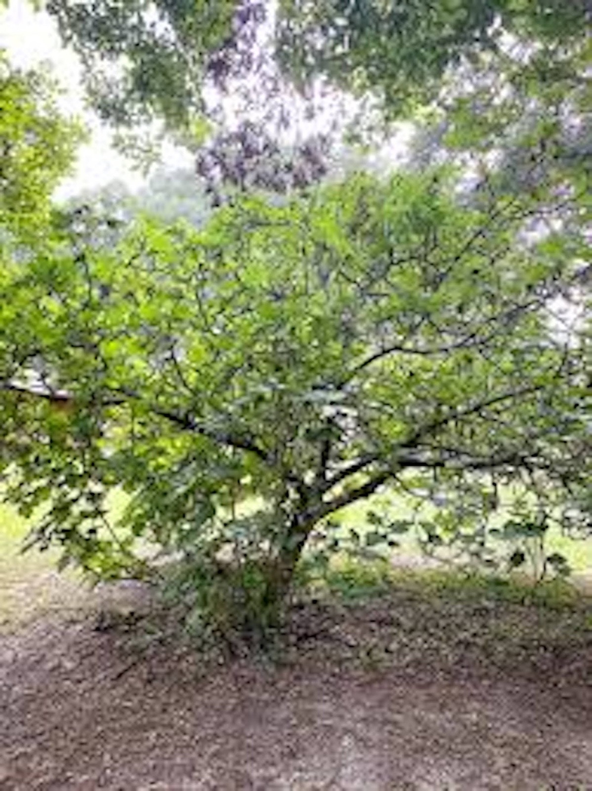 1 Olympian Fig Tree Starter Plug ( ficus carica ) Bare Root