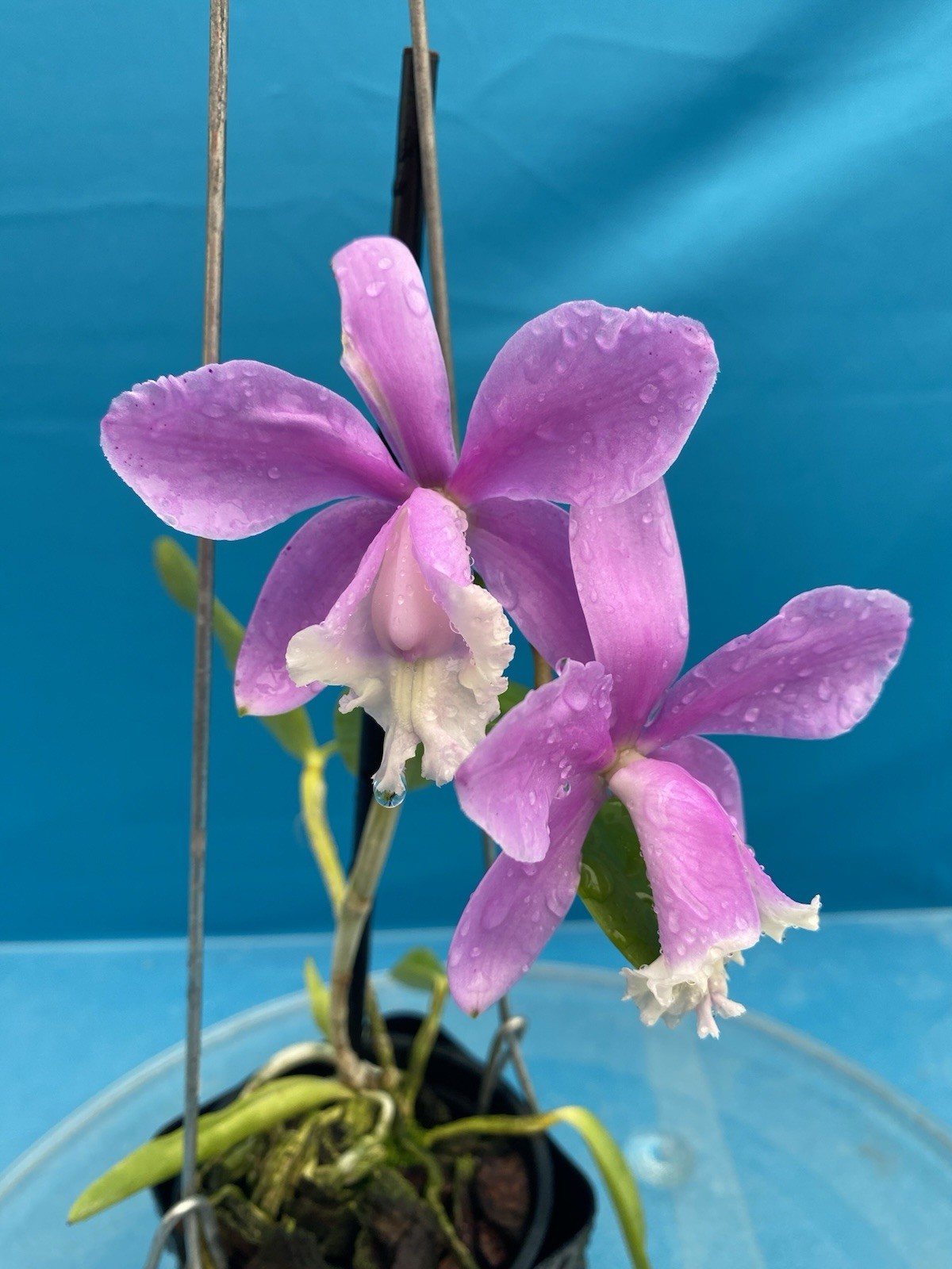 Cattleya harrisoniana Pink White NBS Summer Bloom Seedling Orchid Species 4” Pot