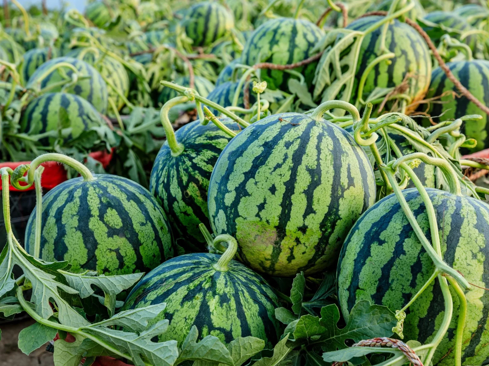 Tendersweet Orange Watermelon Seeds (25) / SUPER RARE / FLORIDA / EASY