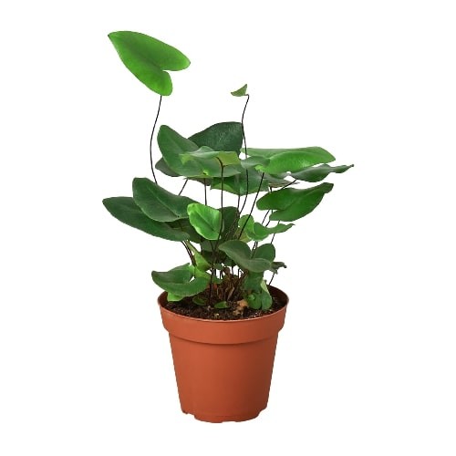 Fern ‘Heart’