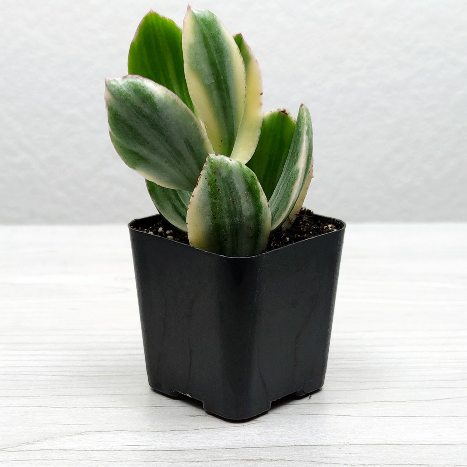 Succulent Plant – Crassula Ovata Jade Plant Variegated – Live Plants In 2″ Pot