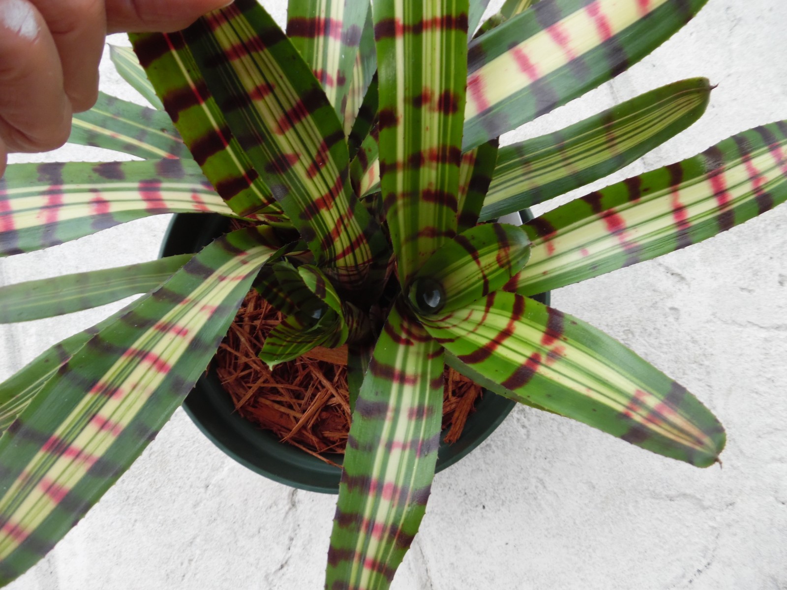 Neoregelia AFTERSHOCK Bromeliad one tropical plant *MEDIUM*