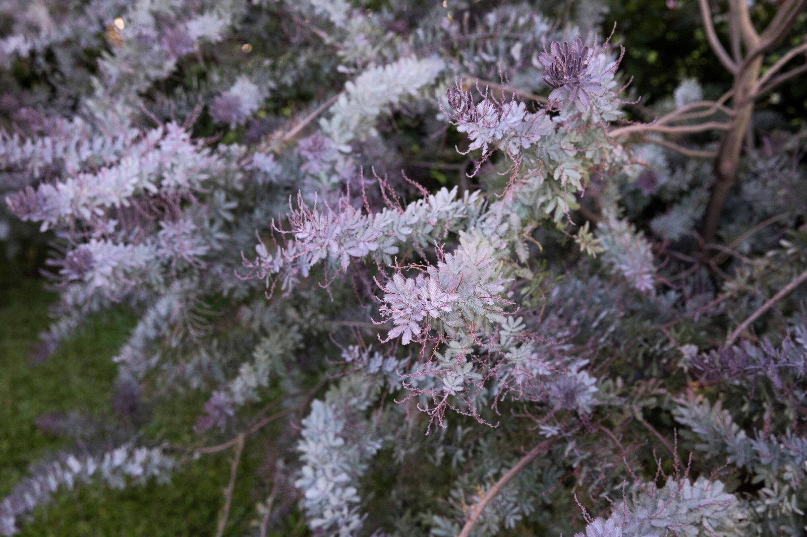 10 PURPLE ACACIA Baileyana Purpurea Fernleaf Mimosa Tree Yellow Flower Seeds