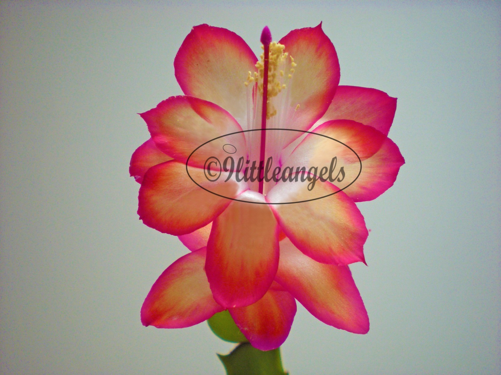 RARE ‘CASTELLANA’ Christmas Cactus Thanksgiving Schlumbergera Zygo 3 PLANTS