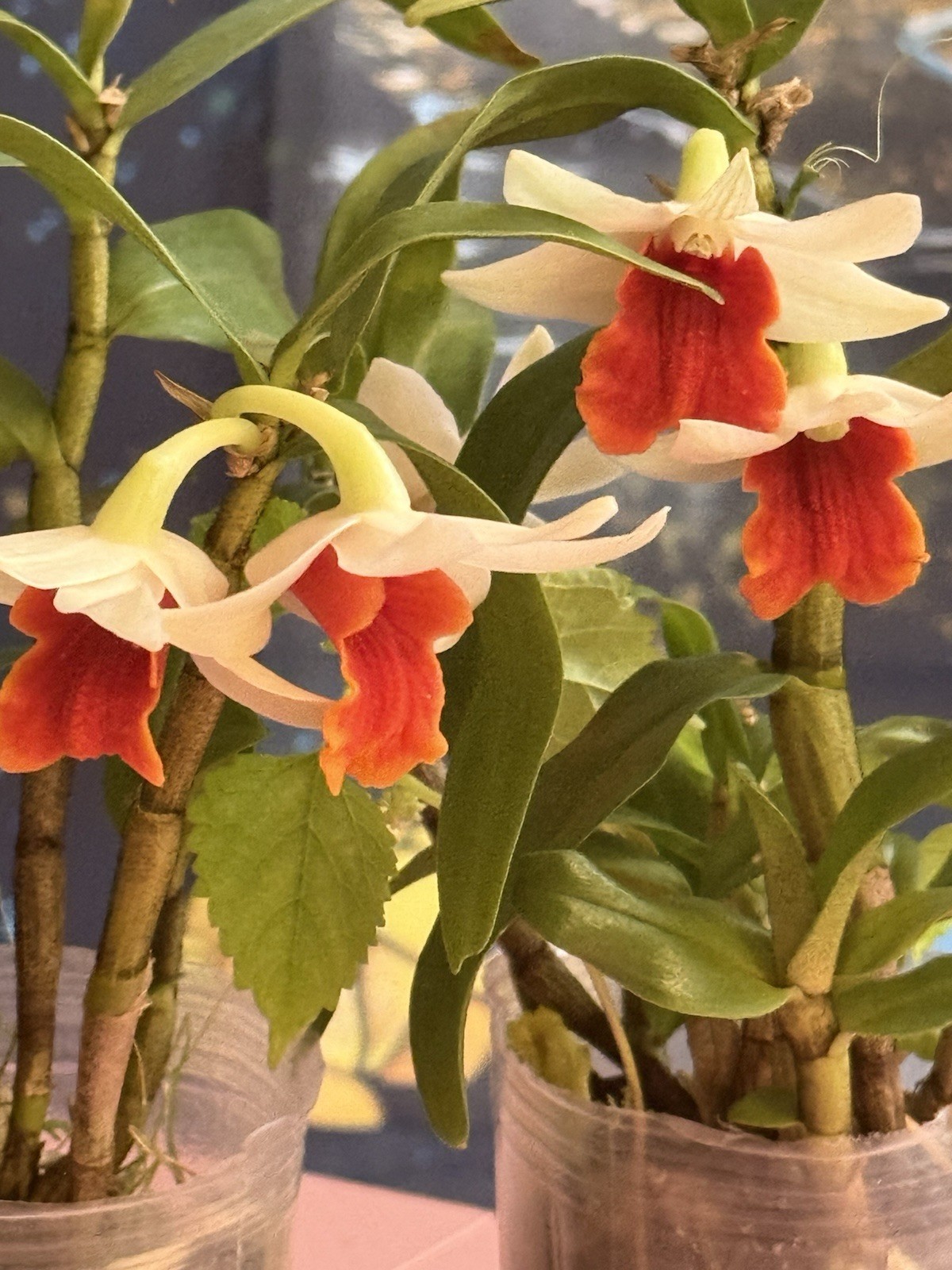 Orchid Plant Dendrobuim no Id one short rooted stem bare root