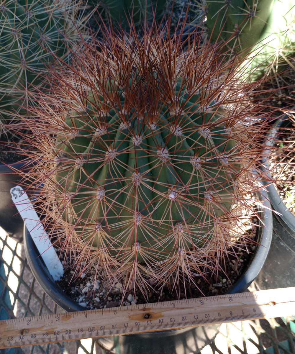 Soehrensia formosa South American Barrel Cactus 53