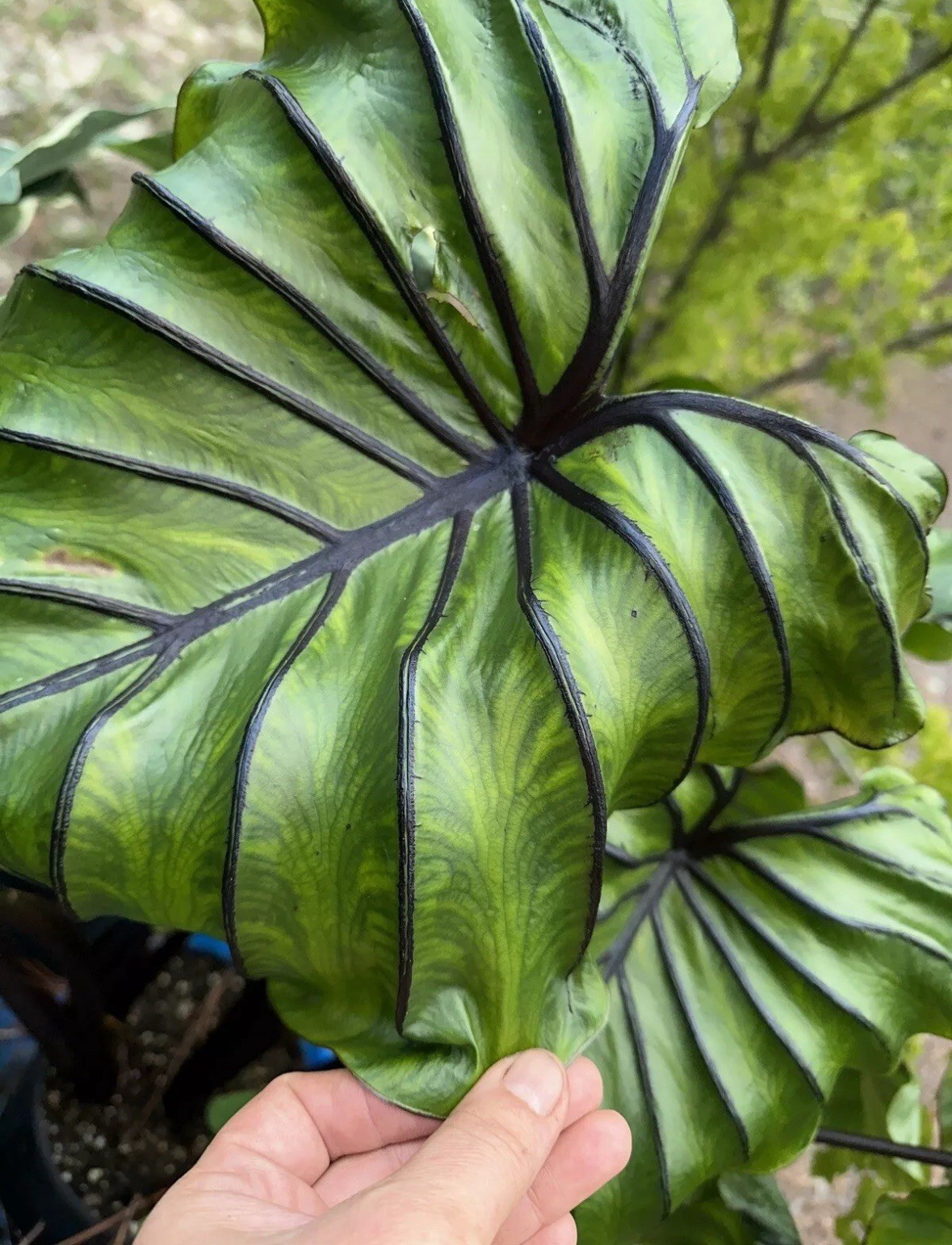 PHARAOH’S MASK Colocasia Live Plant In 4′ Pot Perennial In Zone 8