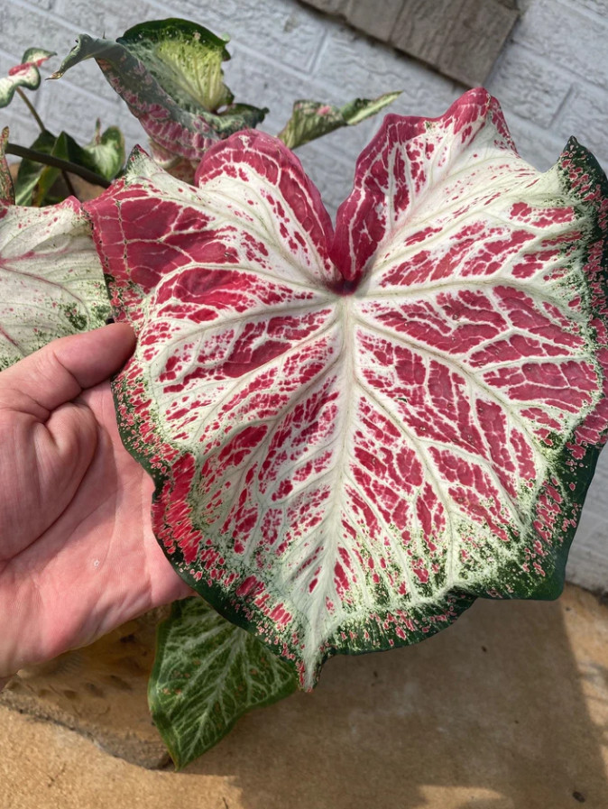 Caladium ‘Peppermint’ – Size #2 Bulbs (4 Bulbs, 1-1.5″) – Vibrant Pink Tropical