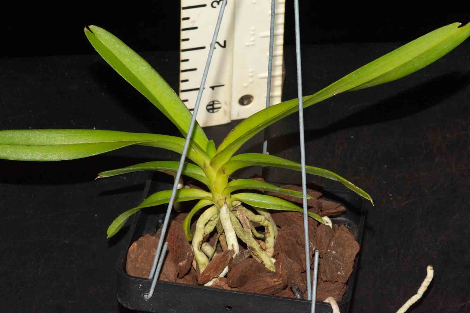 Vanda (Mini Freckles x merrilii var. rotorii)