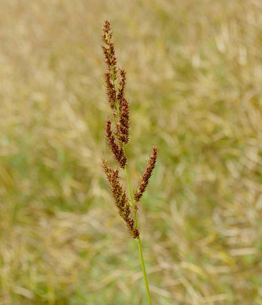 Milo Sorghum Seeds 5 lb. for Planting Wildlife Plots