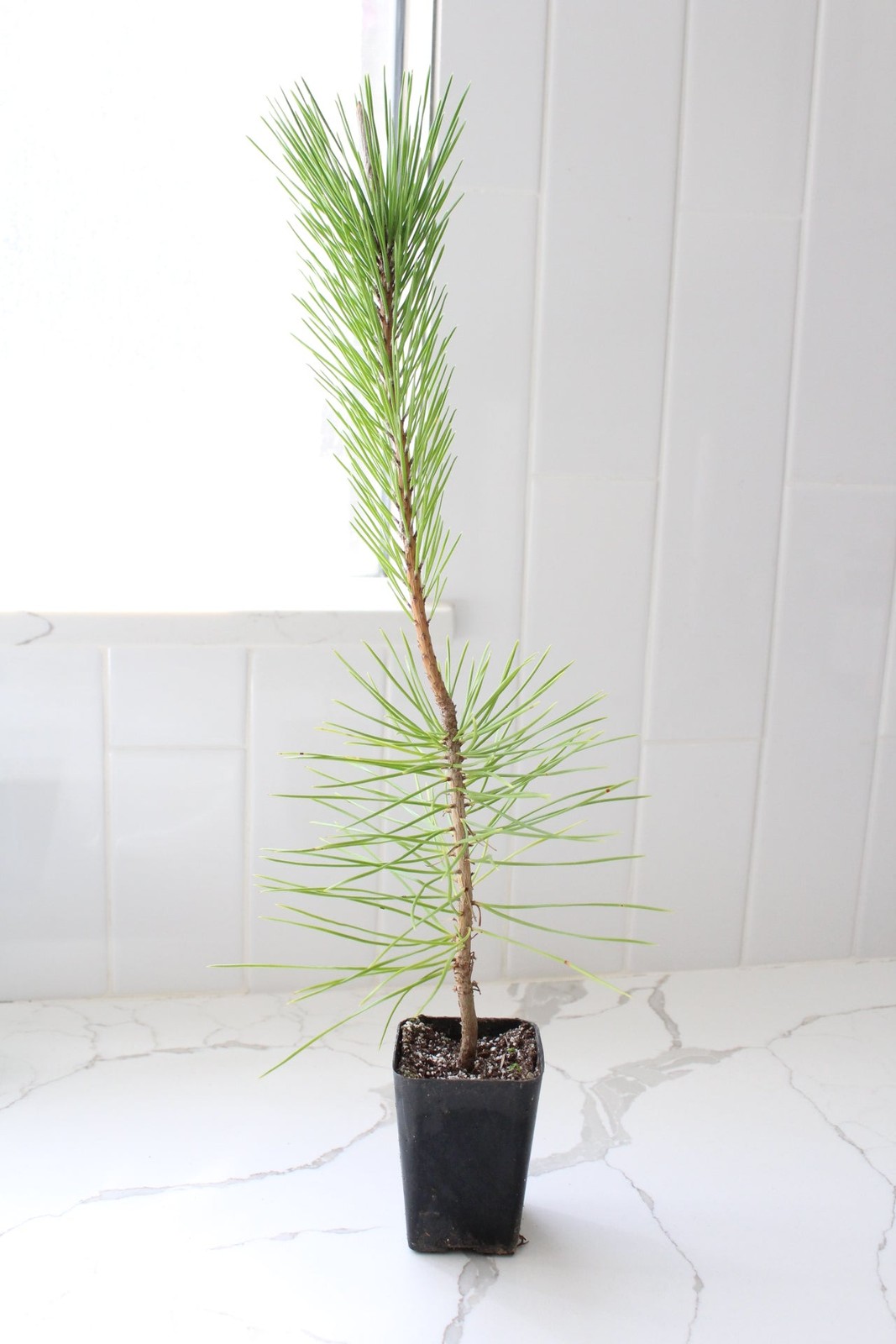 Japanese Black Pine Bonsai, 2 Inch Pot, Live Tree Starter, Beginner Friendly