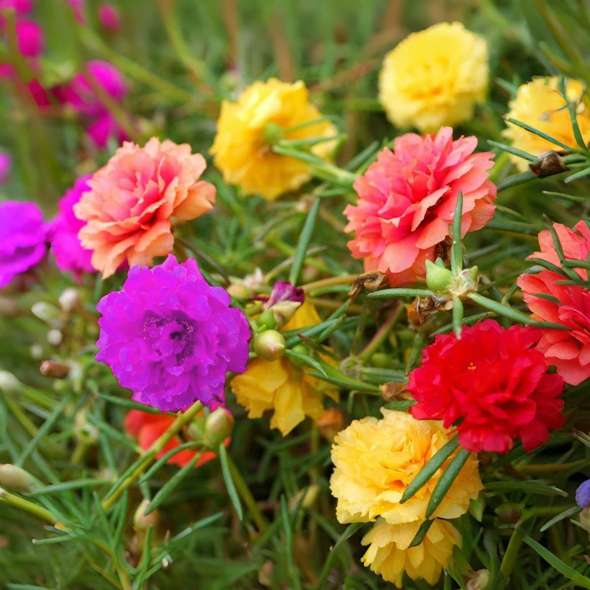 10000+ Portulaca Grandiflora Moss Rose Seeds Mixed Color Normal, Brown