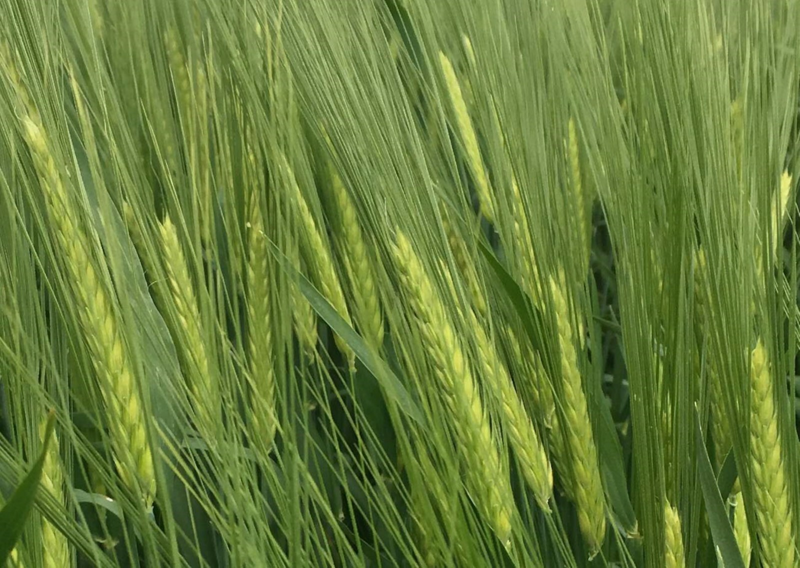 200 Seeds of Barley High Germination Rate, Heirloom Non-GMO Fresh Seeds