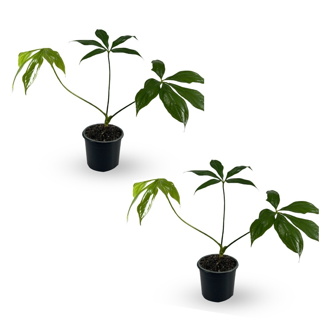 Anthurium Clavigerum by LEAL PLANTS ECUADOR Live Plants| Green Live House Plant