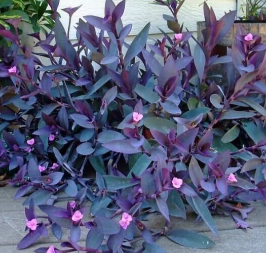 5 Cuttings (6 Inches Per)Purple Heart Wandering Jew – Tradescantia No Roots