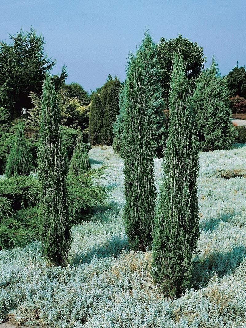 Juniper Blue Arrow | 1 Gallon | Juniperus scopulorum | Low Maintenance Tree