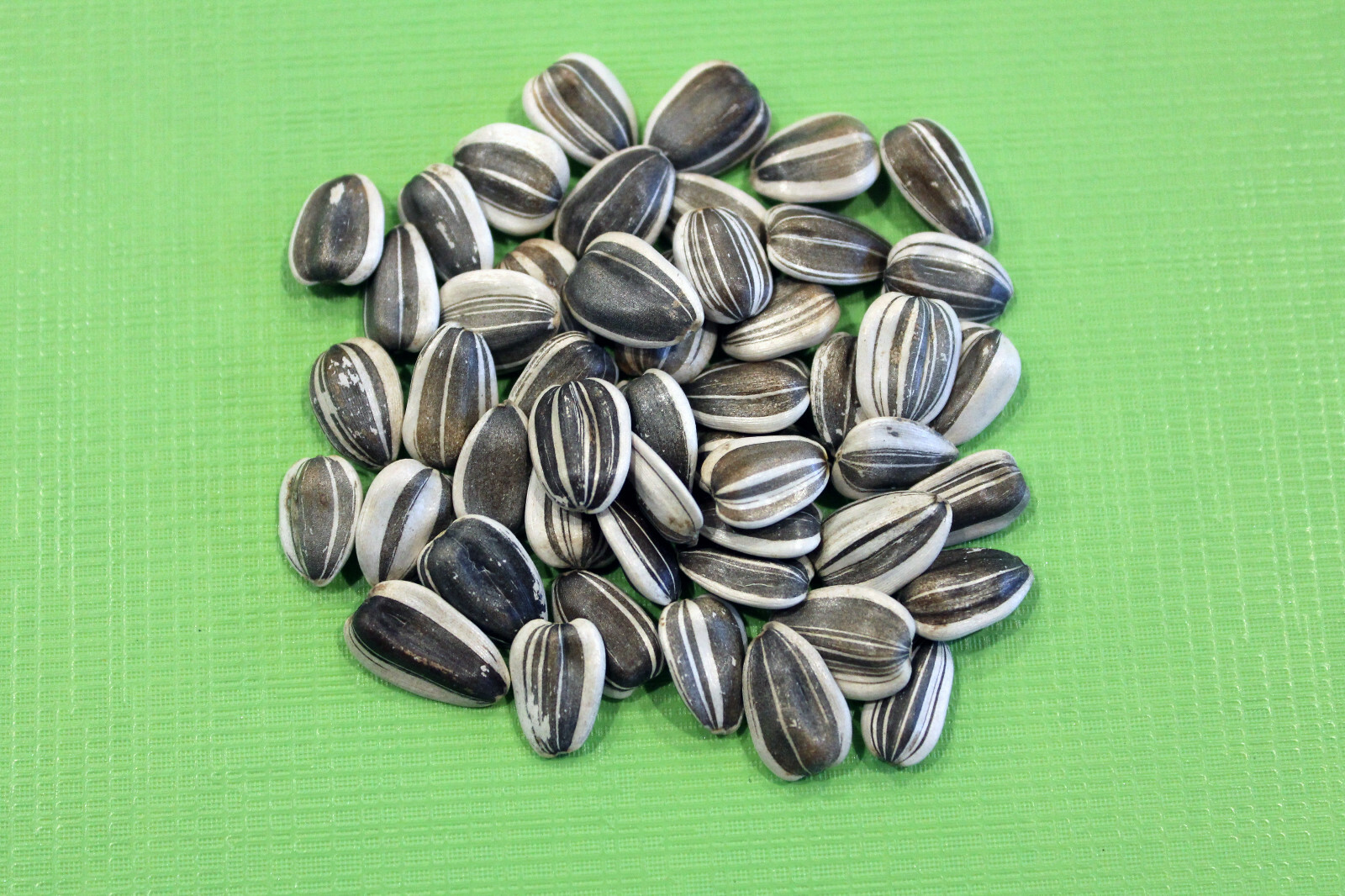 20 Mammoth Grey Stripe Giant Sunflower Seeds Helianthus annuus, for Bees & Birds