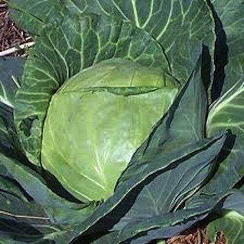 1000+ Late Flat Dutch Cabbage Seeds — Heirloom — NON GMO — FRESH