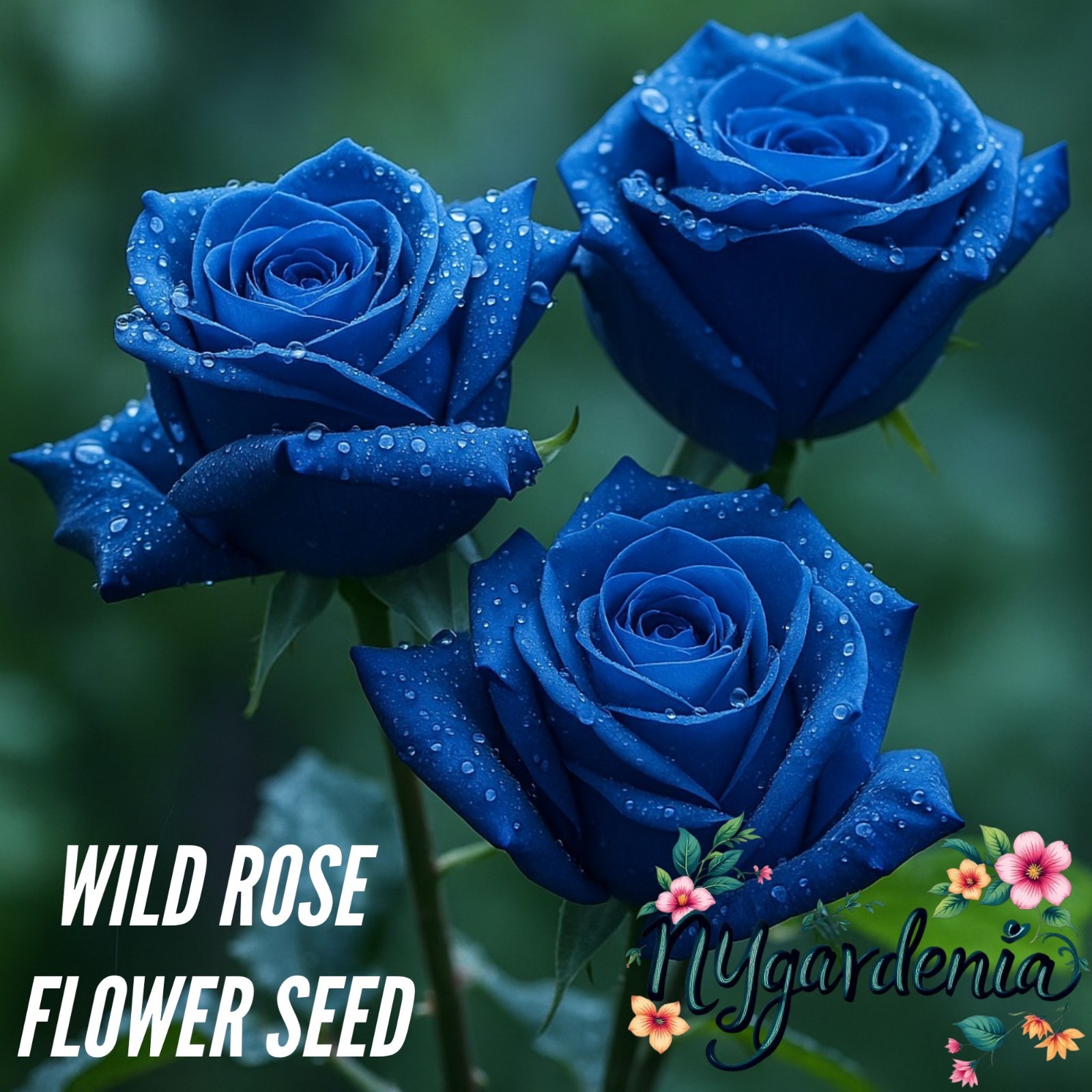 20 Blue Rose Seeds – Rare and Striking Blooms for an Enchanting Garden