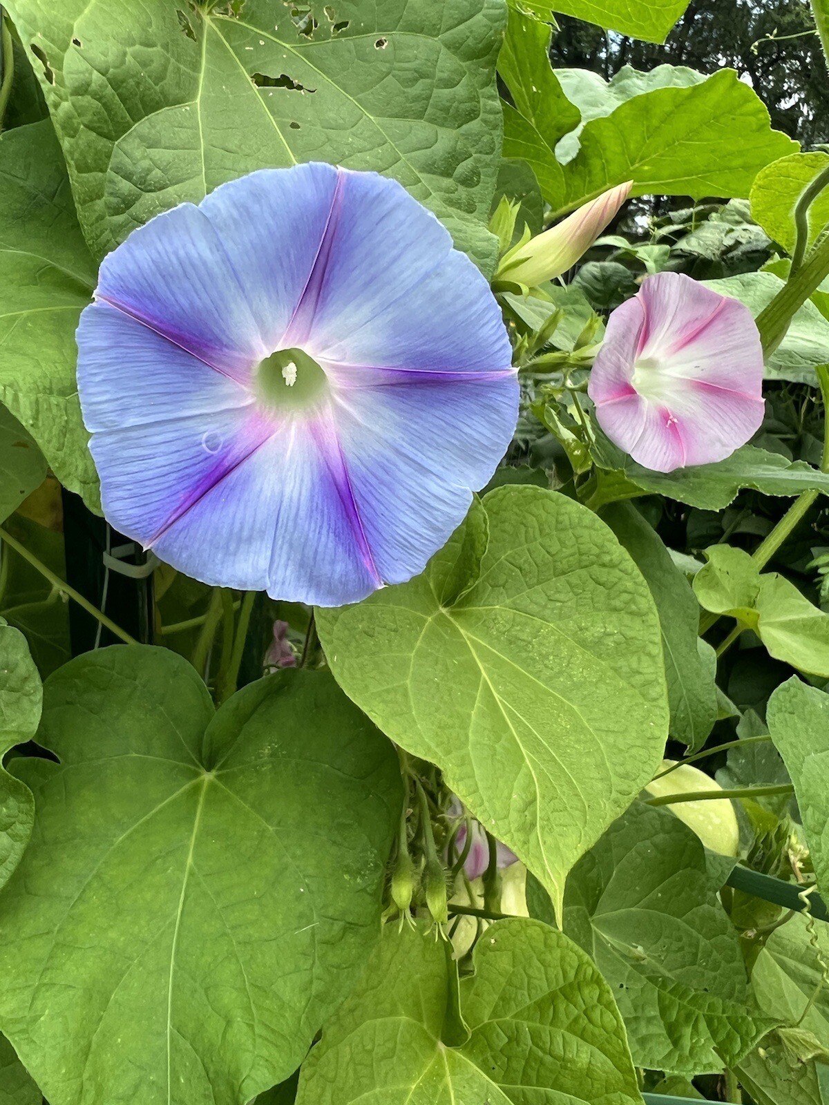 Blue and Pink Morning Glory Vine Seed Mix- Non-GMO / Heirloom – Free Shipping