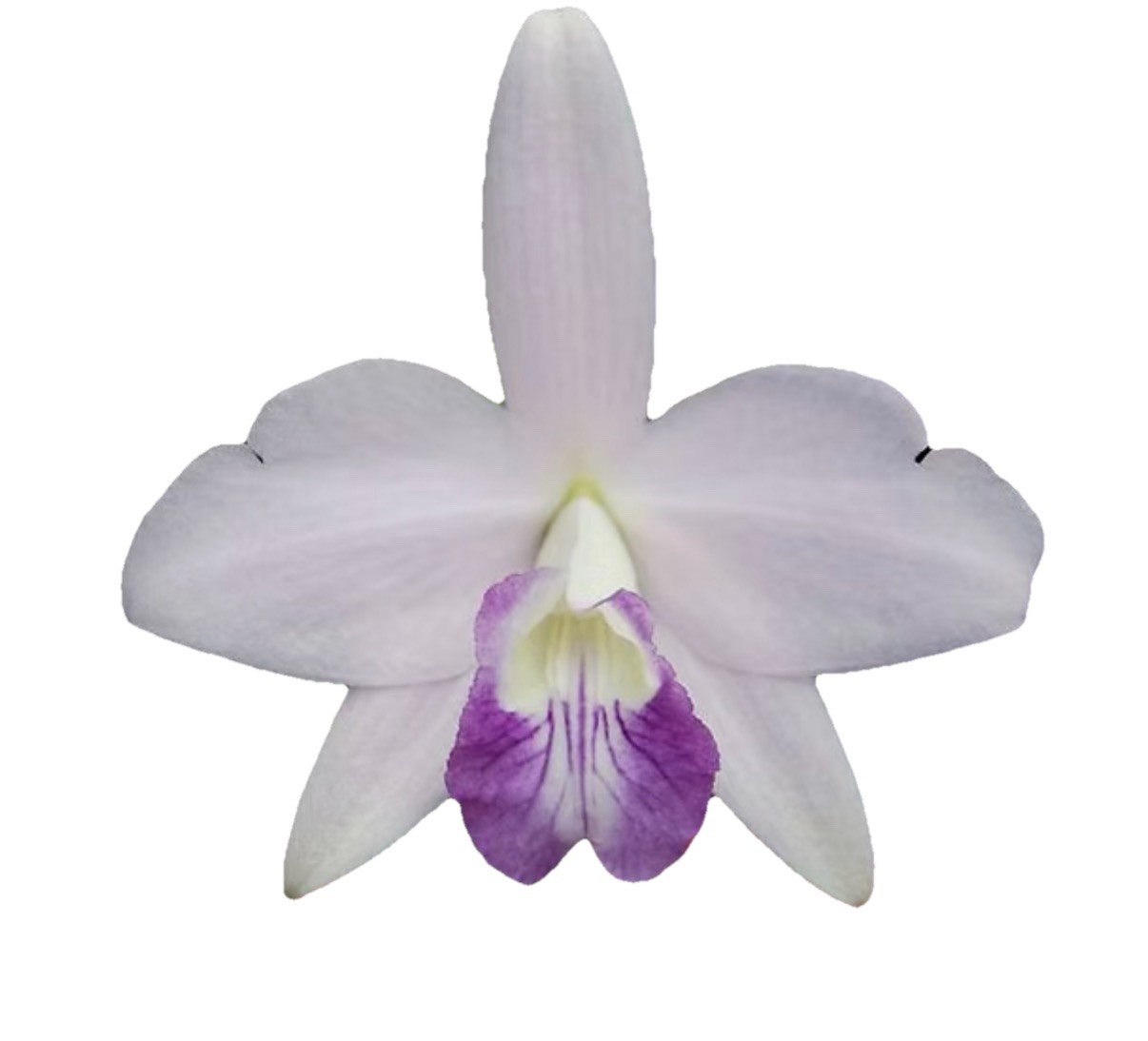 Cattleya sincorana Coerulea ‘SVO’ EXACT BS Orchid Species 2” Pot