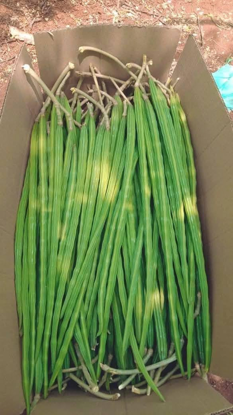 100 Moringa Seeds Approx | Moringa Seeds for Planting | Excellent Germination |