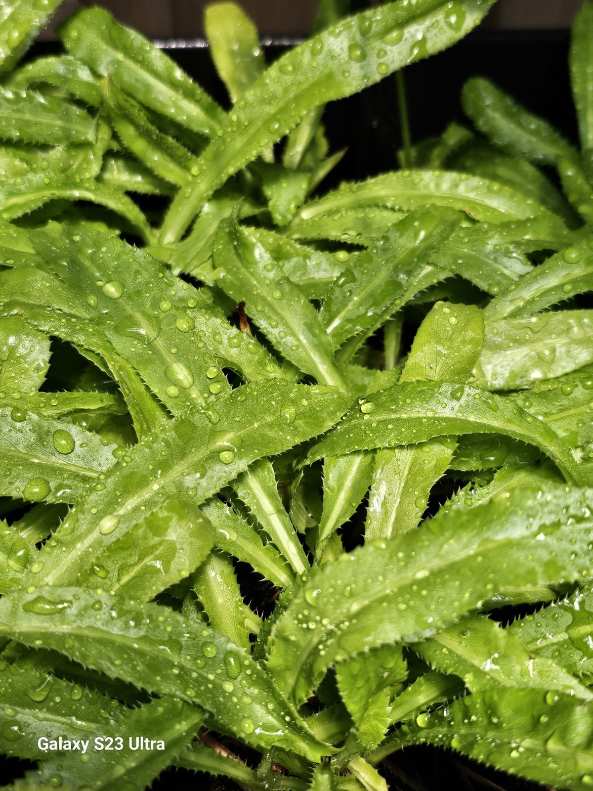 RECAO CULANTRO 500+ FRESH SEEDS PUERTO RICO