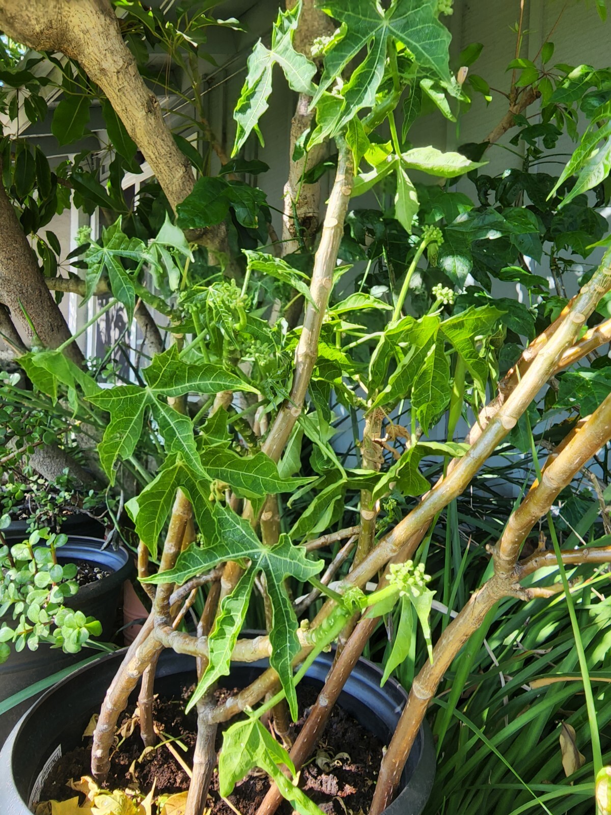 Chaya Organic Plant, Miracle Spinach Tree, Superfood 
