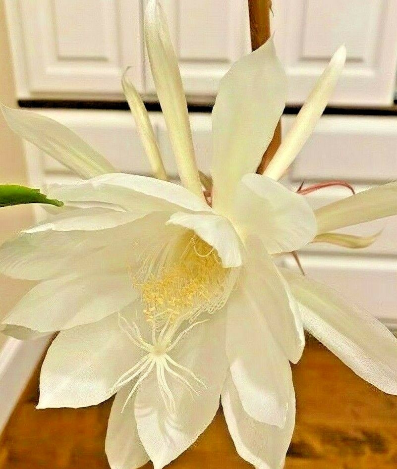 NIGHT BLOOMING CEREUS EPIPHYLLUM OXYPETALUM CACTUS ORCHIDRooted plant in 4″ Pot