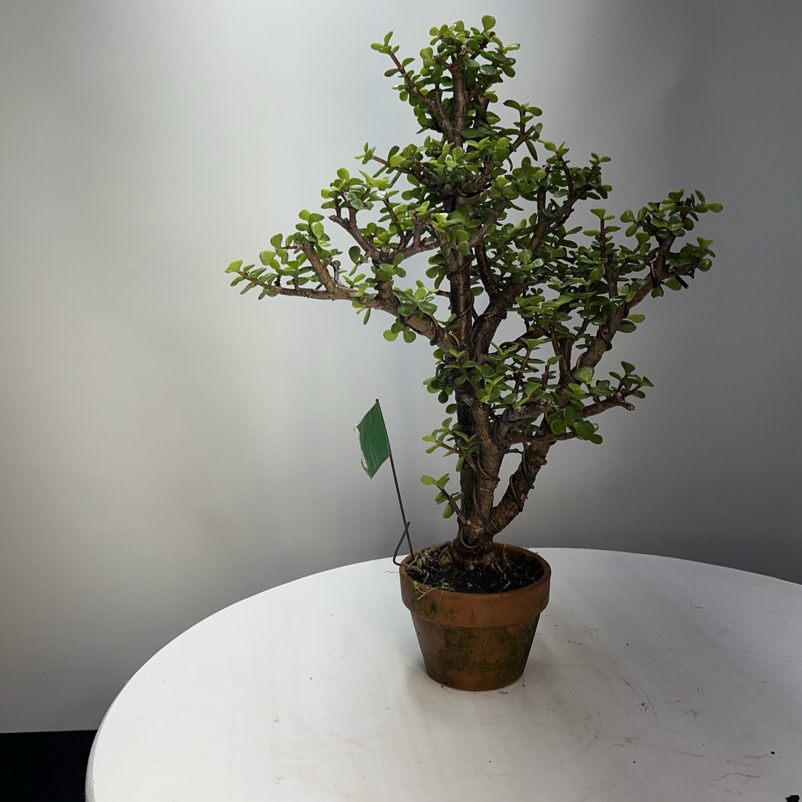 Dwarf, Jade Bonsai 22” Top Bonsai Pot Informal Upright indoors , 3.5”Root Base