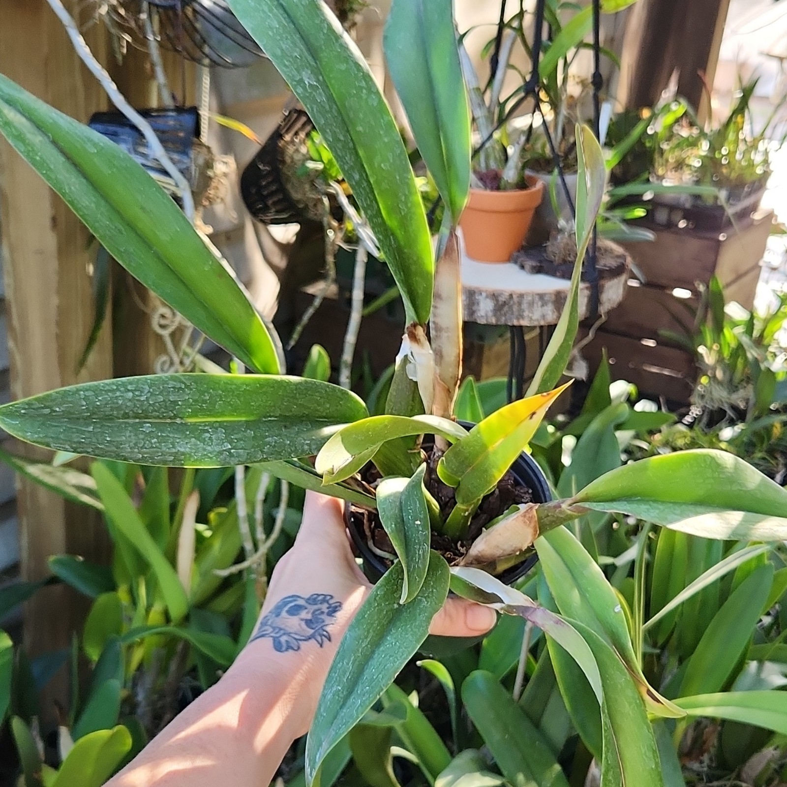Cattleya Smile Again Hawaii Pink Yellow Red Live Blooming size Orchid Plant