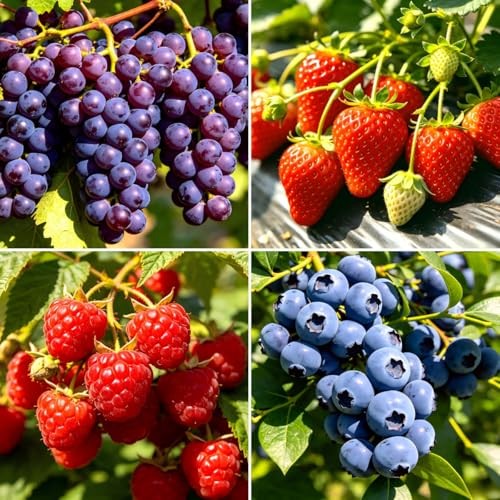 CarpetC 1000+ Mixed Berry Seeds for Planting – Grape Blueberry Raspberry