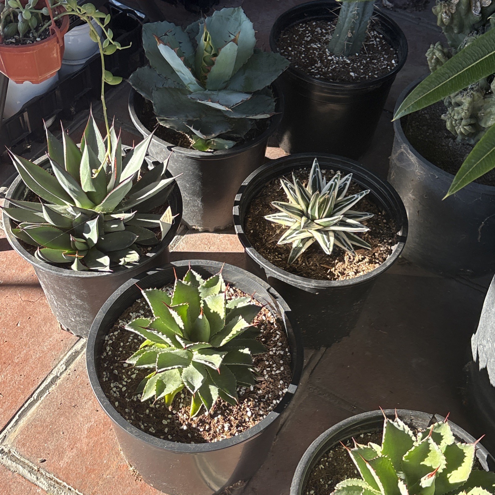 Agave White Rhino (Agave Victoriae Reginae ) ‘Albomarginata’ 8 in pot