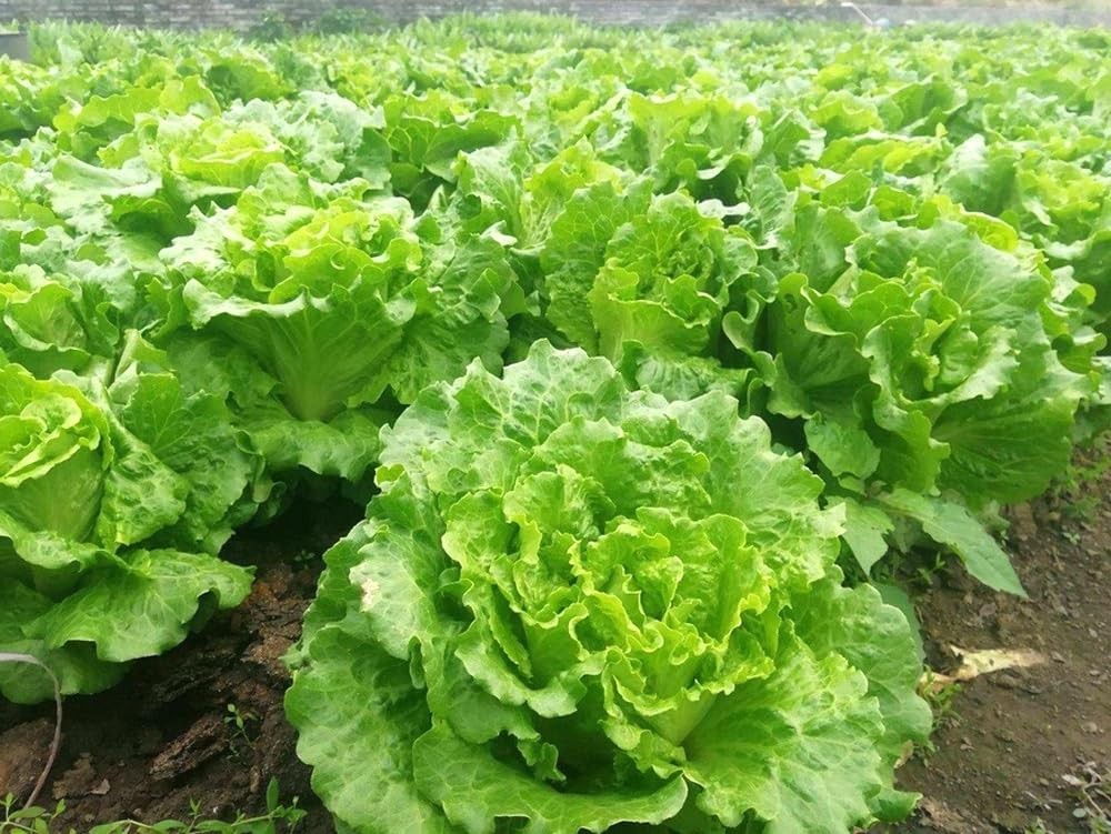 1000PCS Bibb Butterhead Lettuce Seeds Heirloom Vegetable