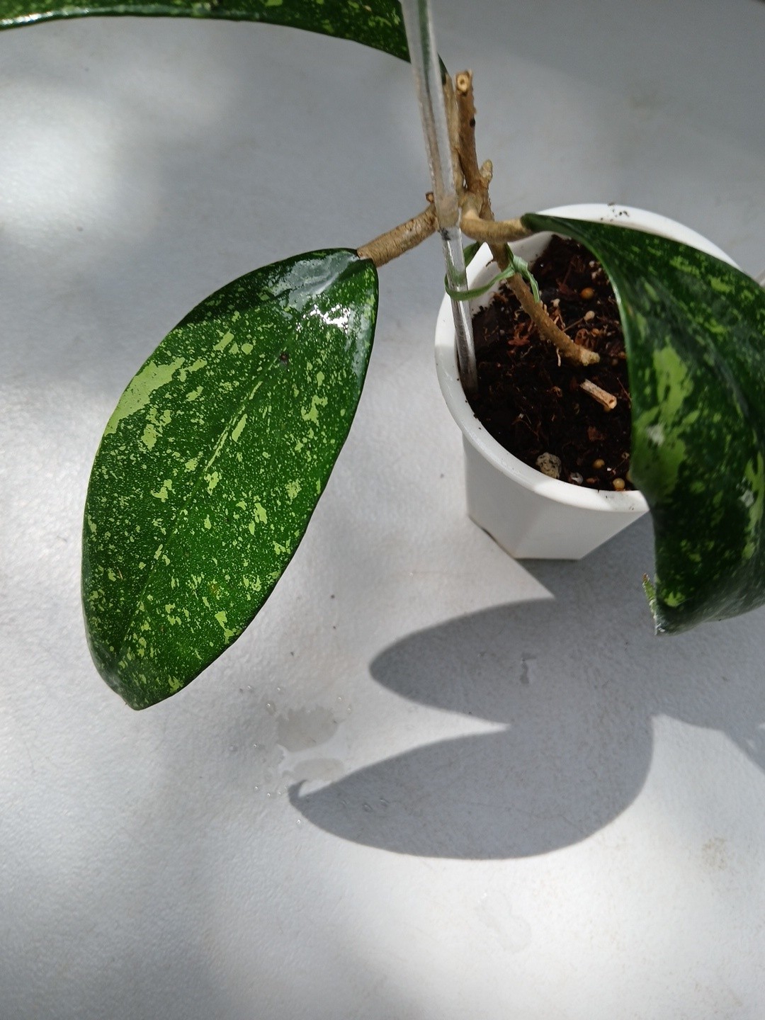 #397- HOYA VIETNAM SPLASH LIVE PLANT, LARGE LEAF,