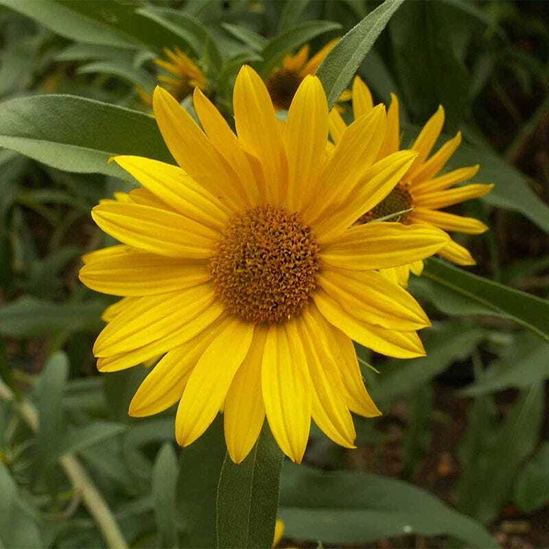 Maximilian Sunflower Seeds 50+ Helianthus Maximiliani Flower USA Perennial