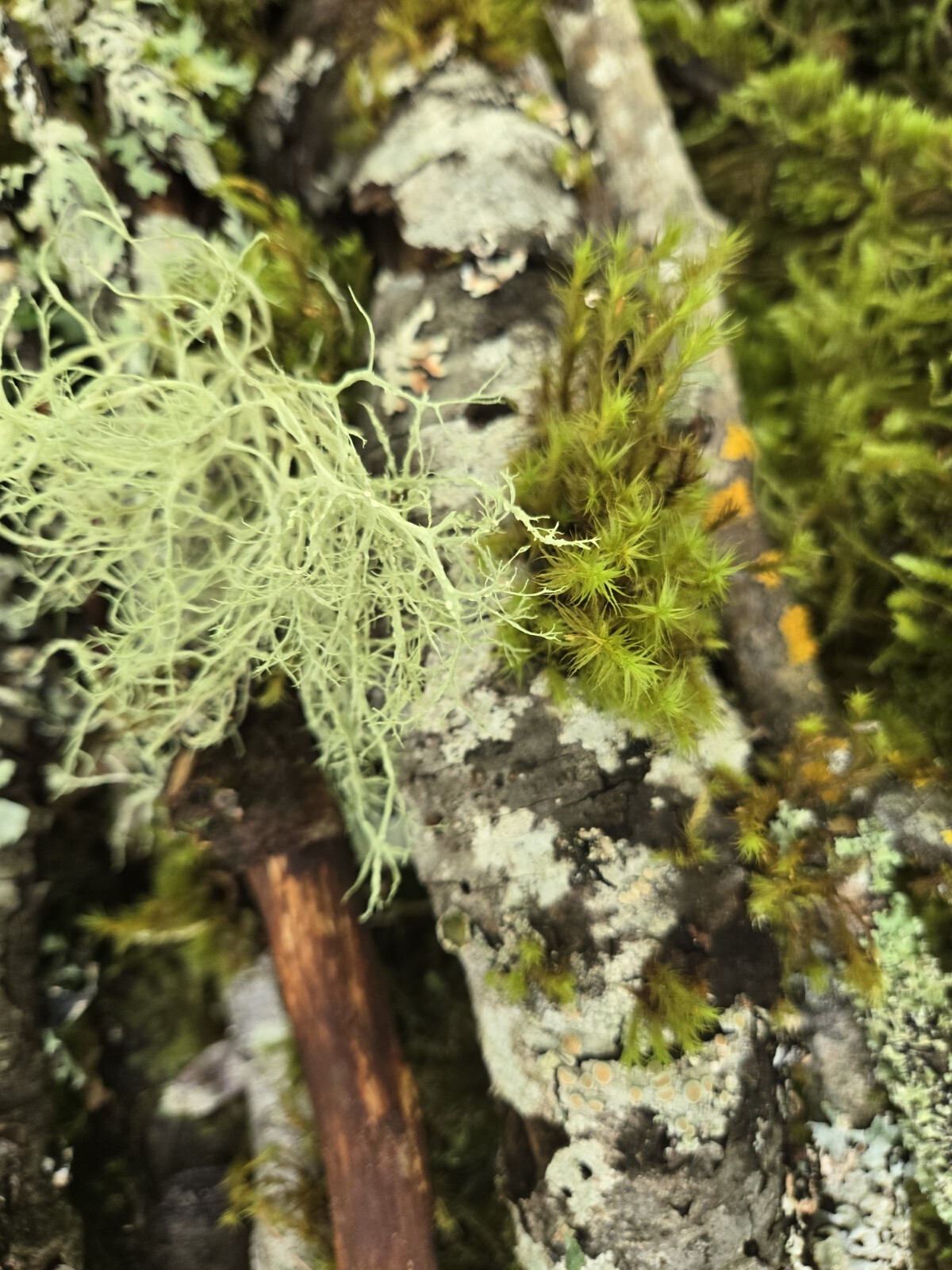 Live Moss & Lichen Sticks,Bark Pieces,Twigs~Fairy Garden,Terrarium,Isopods