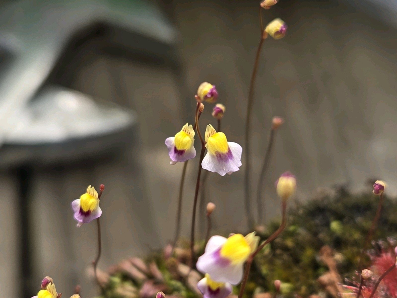 CARNIVOROUS PLANT 4 PACK- LIVE-UCS (Sundews And Bladderworts)