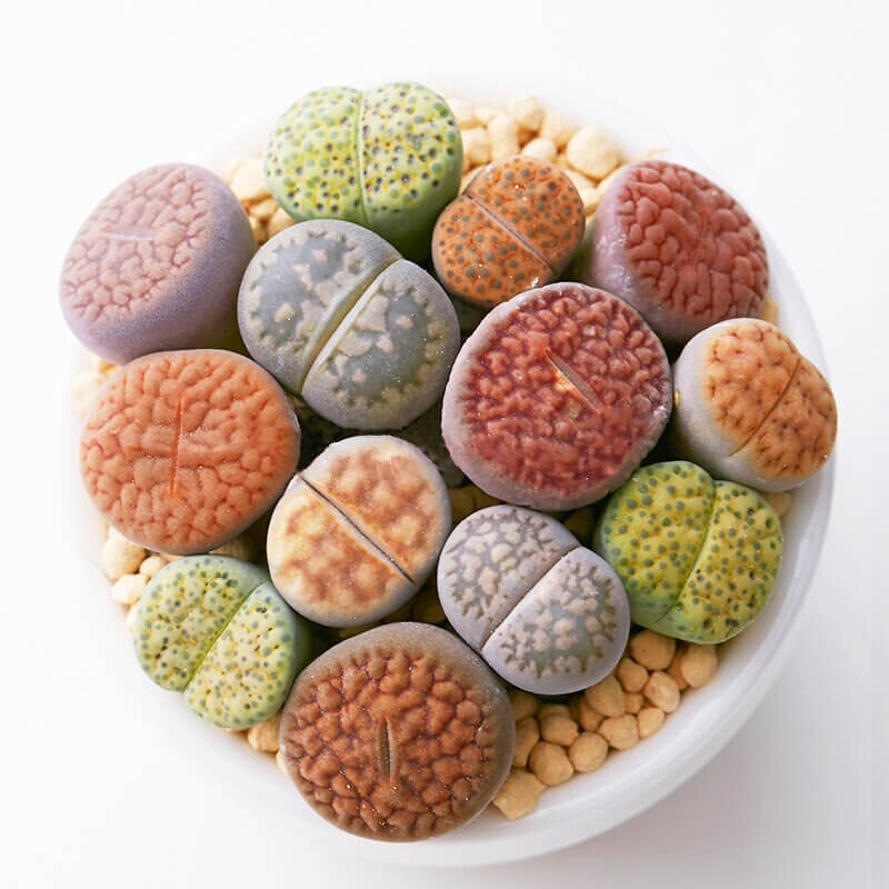 Mixed Lithops Pseudotruncatella Seeds, Living Stones Succulent Seeds, 100pcs