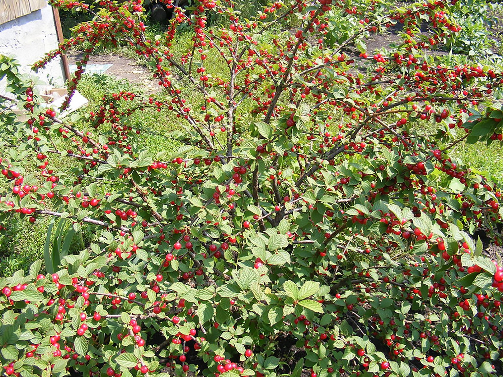 Nanking Cherry, Prunus tomentosa, Shrub Seeds (Edible, Hardy, Fast)