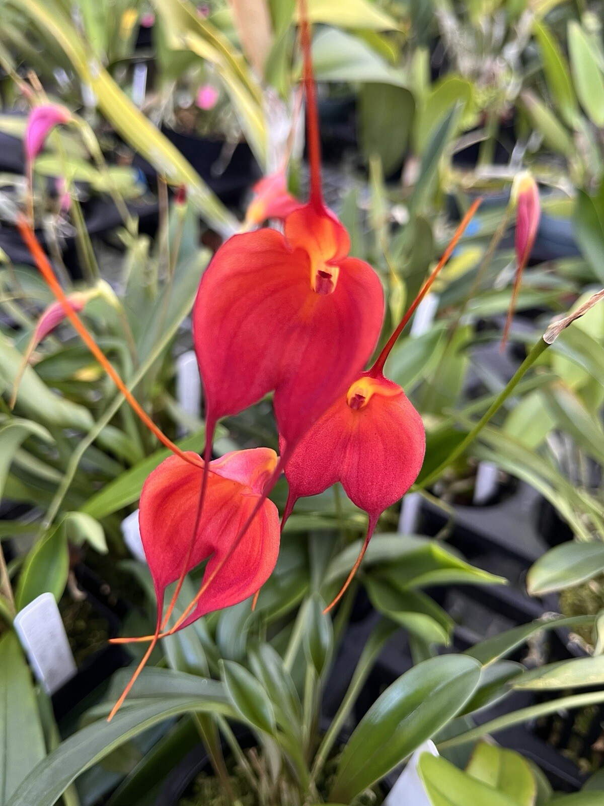 Masdevallia Division Cheryl Shohan ‘Red Hot Mama’ AM/AOS 4” Pot