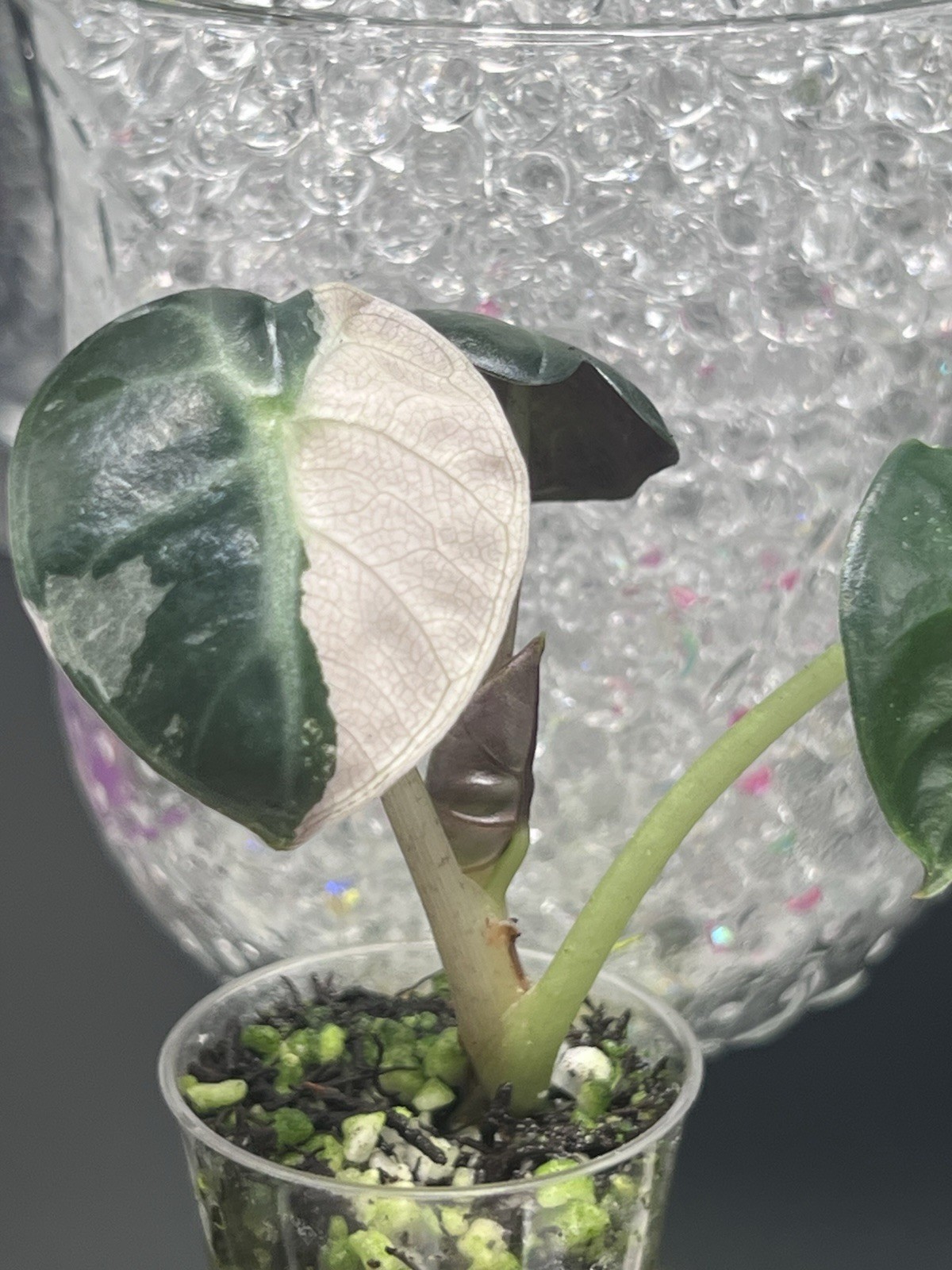 Alocasia Balloon Heart Pink Albo Variegated Tropical Houseplant