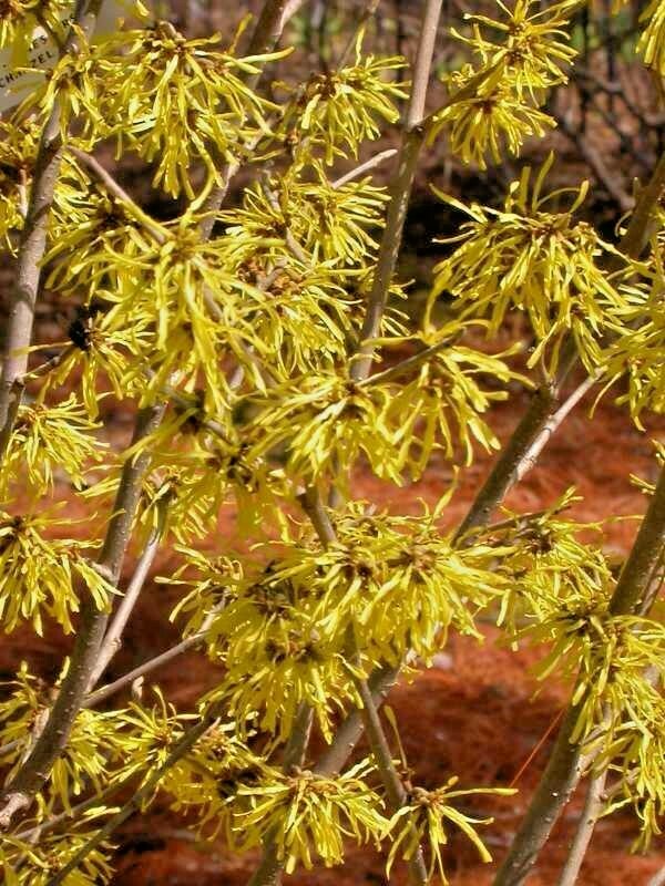 10 WESTERSTEDE WITCH HAZEL SEEDS – Hamamelis × intermedia ‘Westerstede’