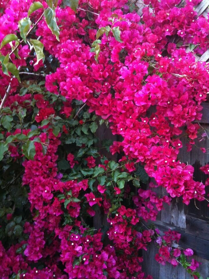**HELEN JOHNSON** Bougainvillea**Small Well Rooted Starter Plant*USA SELLER*