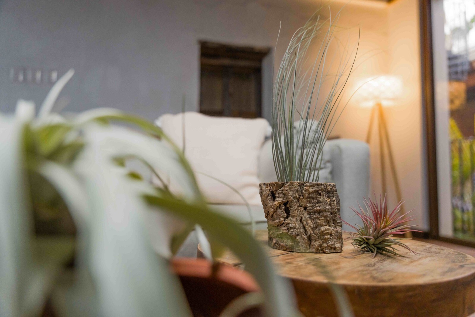 Tillandsia Jumbo Air Plant Variety Pack – Easy Indoor Outdoor Live Decor